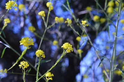 DSC_6098 (Large).JPG